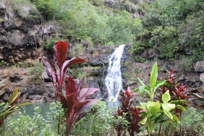 Oahu: Valley of Waimea Falls Swim & Hike With Lunch & Dole - Waimea Valley Hiking Trail