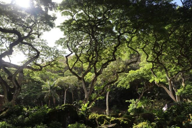 Oahu: Valley of Waimea Falls Swim & Hike With Lunch & Dole - Botanical Garden and Hawaiian Cultural Activities