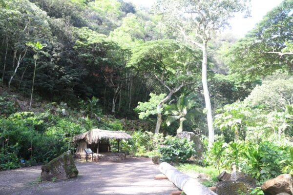 Oahu: Valley of Waimea Falls Swim & Hike With Lunch & Dole - Important Information and Tour Guidelines