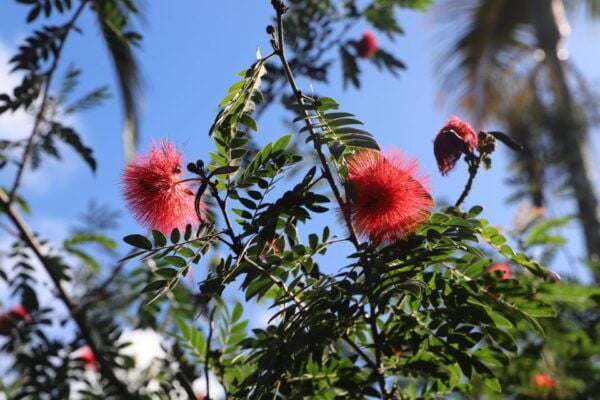 Oahu: Valley of Waimea Falls Swim & Hike With Lunch & Dole - The Sum Up