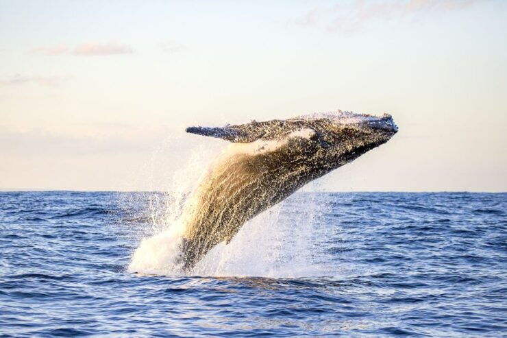 Oahu: Waikiki Beach Eco-Friendly Whale Watching Cruise - Experience Highlights
