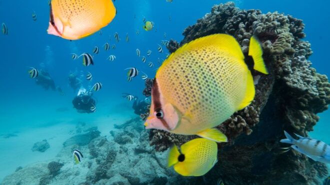 Oahu: Waikiki Discovery Scuba Diving for Beginners - Inclusions