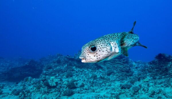 Oahu: Waikiki Discovery Scuba Diving for Beginners - Common Questions
