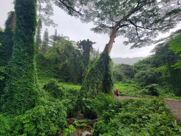 Oahu: Waikiki E-Bike Ride and Manoa Falls Hike - Common Questions