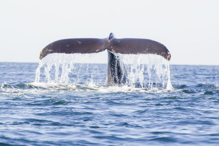 Oahu: Waikiki Eco-Friendly Afternoon Whale Watching Trip - Eco-Friendly Whale Watching Experience