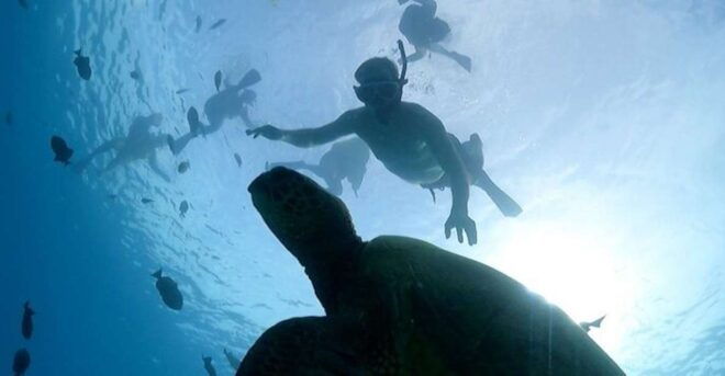 Oahu: Waikiki Turtle Snorkeling Adventure Cruise - Restrictions