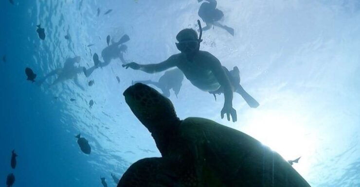 Oahu: Waikiki Turtle Snorkeling Adventure Cruise - Activity Details