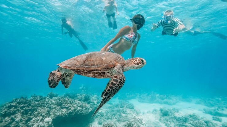 Oahu: Waikiki Turtle Snorkeling Adventure - Activity Details
