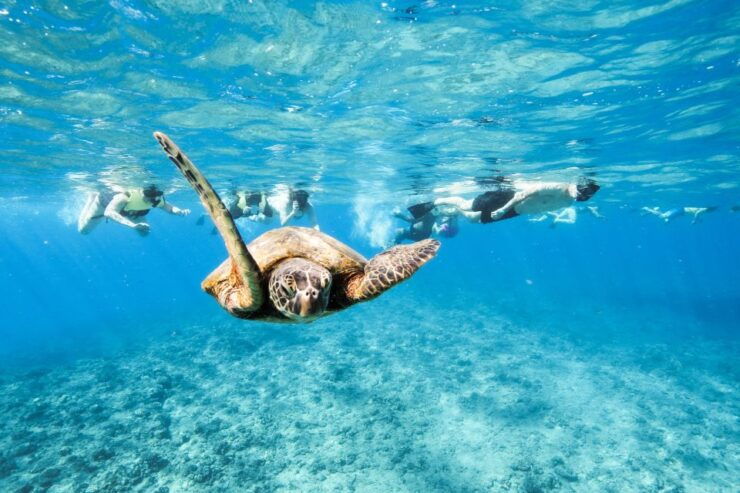 Oahu: Waikiki Turtle Snorkeling Adventure - Pickup and Meeting Point