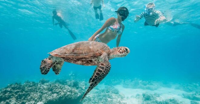 Oahu: Waikiki Turtle Snorkeling Adventure - Parking and Transportation Options
