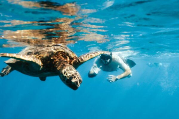 Oahu: Waikiki Turtle Snorkeling Adventure - The Sum Up
