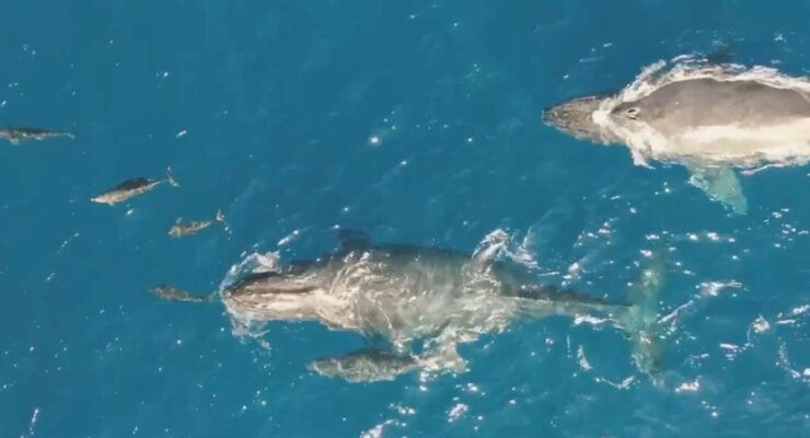 Oahu: Waikiki Whale-Watching BYOB Sunset Cruise - Important Information