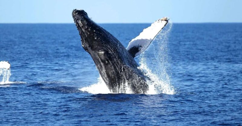 Oahu: Waikiki Whale Watching Cruise - The Itinerary and Onboard Experience