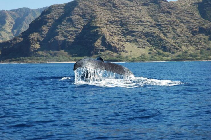 Oahu: Waikiki Whale Watching Tour-Donut and Coffee Included - Booking Details