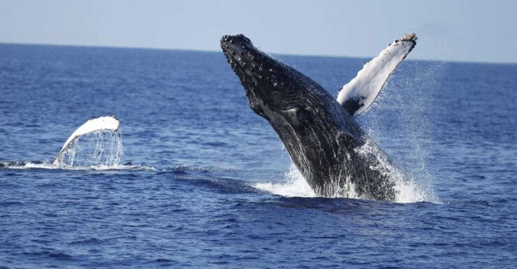 Oahu: Waikiki Whale Watching Tour-Donut and Coffee Included - Experience Offered