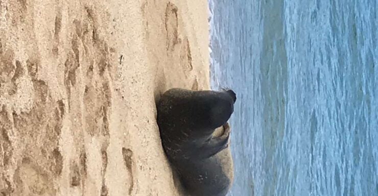 Oahu: Waimea Falls & North Shore Swim With Turtles Beach Day - Exploring Waimea Falls