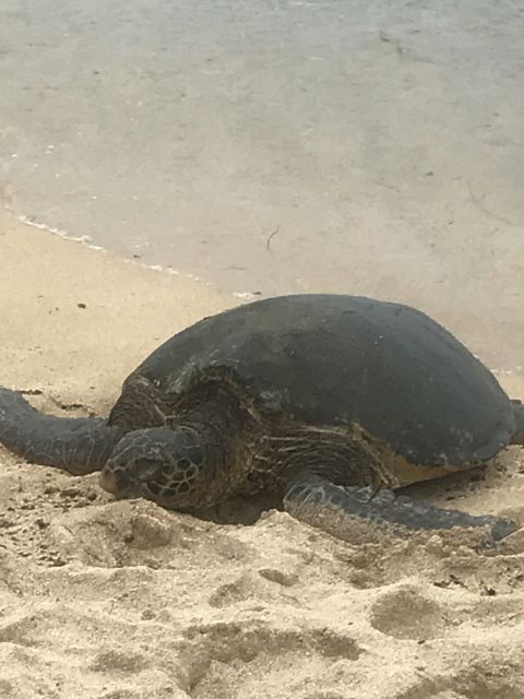 Oahu: Waimea Falls & North Shore Swim With Turtles Beach Day - Up-Close With Sea Turtles