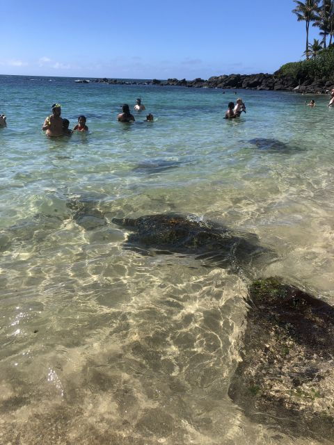 Oahu: Waimea Falls & North Shore Swim With Turtles Beach Day - Ultimate Beach Day Experience