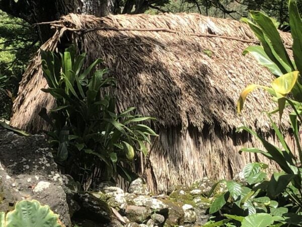 Oahu: Waimea Falls & North Shore Swim With Turtles Beach Day - Common Questions