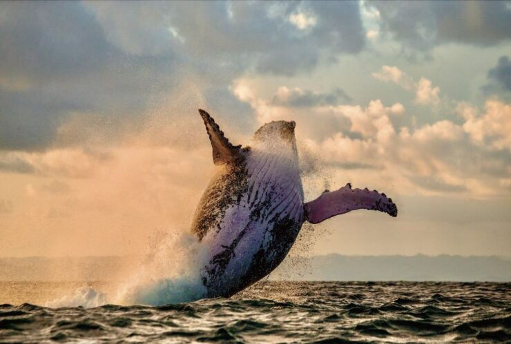 O'ahu West Coast Whale Watching and Sunset Cruise - Activity Details