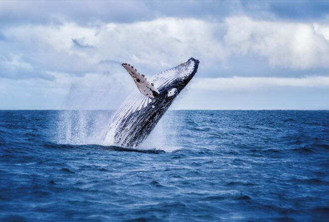 O'ahu West Coast Whale Watching and Sunset Cruise - Experience