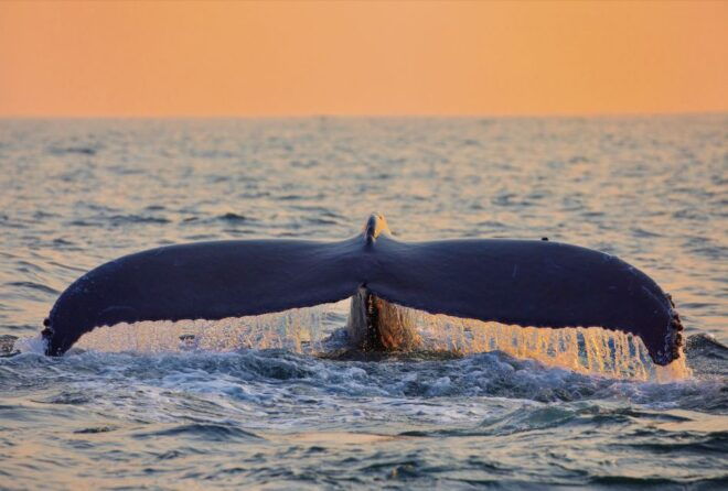 O'ahu West Coast Whale Watching and Sunset Cruise - Common Questions