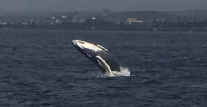 Oahu: Whale Sail Charter - Additional Details