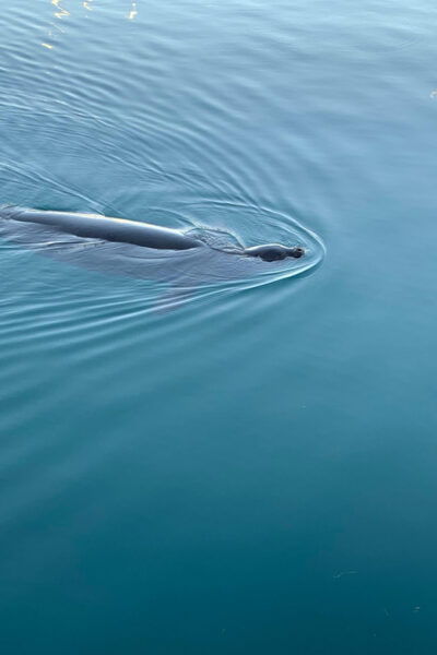 Oahu: Whale Sail Charter - Frequently Asked Questions
