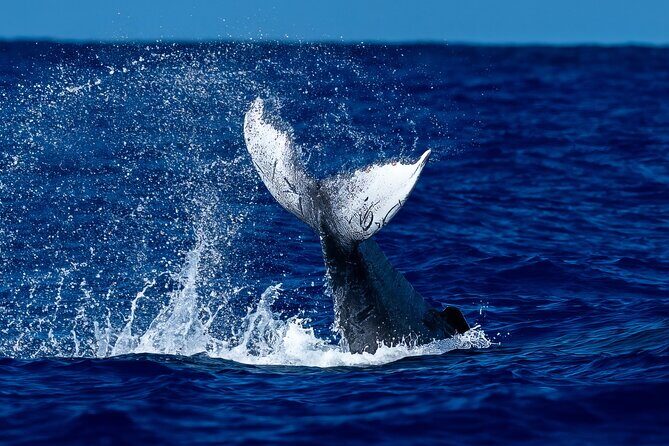 Oahu Whale Watch Tour & Waikiki Sunset Boat Tour - An In-Depth Look at the Oahu Whale Watch & Waikiki Sunset Cruise  