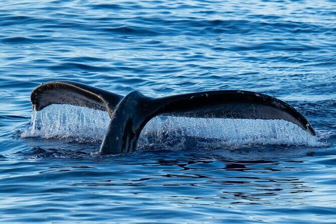 Oahu Whale Watch Tour & Waikiki Sunset Boat Tour - Why This Tour Works for Different Travelers  