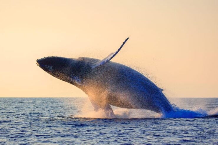 Oahu: Whale Watching Excursion From Ala Wai Harbor - Pricing and Cancellation Policy