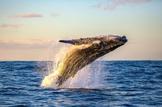 Oahu: Whale Watching Excursion From Ala Wai Harbor - Vessel Features and Amenities