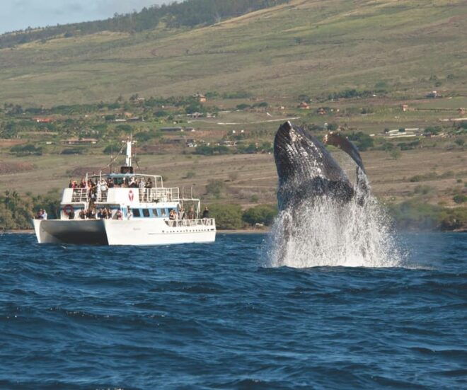 Oahu: Whale Watching Excursion From Ala Wai Harbor - Location and Check-in Details
