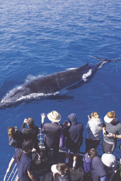 Oahu: Whale Watching Excursion From Ala Wai Harbor - Restrictions and Requirements