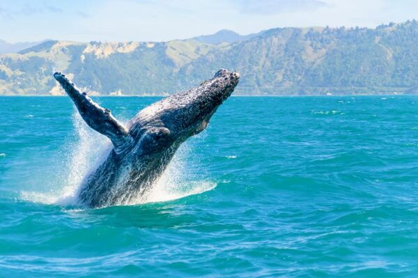 Oahu: Whale Watching Excursion From Ala Wai Harbor - Whale Sightings Guarantee