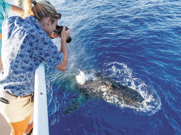 Oahu: Whale Watching Excursion From Ala Wai Harbor - Customer Ratings and Feedback