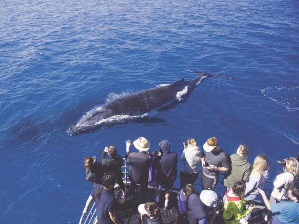 Oahu: Whale Watching Excursion From Ala Wai Harbor - Frequently Asked Questions