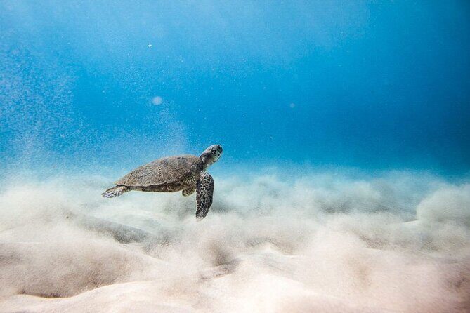 Oahu's Cheapest Circle Island Tour - Oahus Cheapest Circle Island Tour: An Honest Review