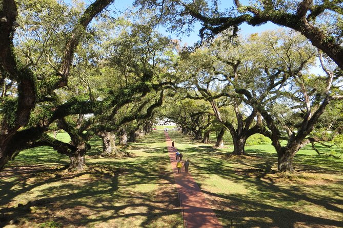 Oak Alley Plantation Half Day Tour From New Orleans - Tour Experience and Activities
