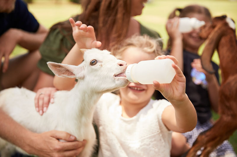 Oakvale Wildlife Park Ticket - Close encounters, not a giant zoo