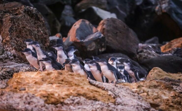 Oamaru: Blue Penguin Colony Evening Viewing Ticket - Experience Highlights