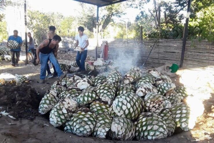 Oaxaca: Ancestral Mezcal Tasting in Ocotlan Valley - Experience Highlights