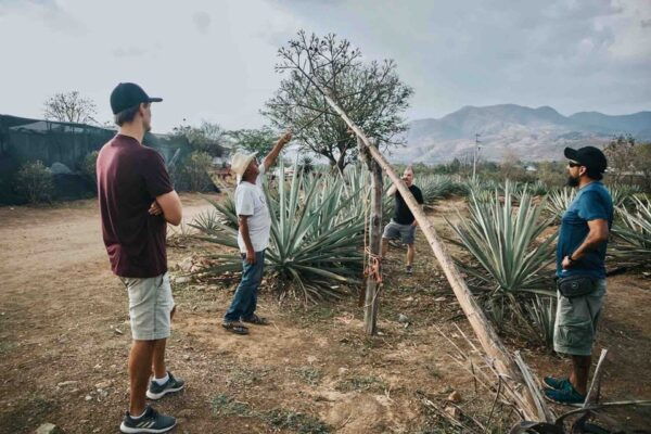 Oaxaca: Crafts & Cuisine Culture Tour - Organic Mezcal Experience