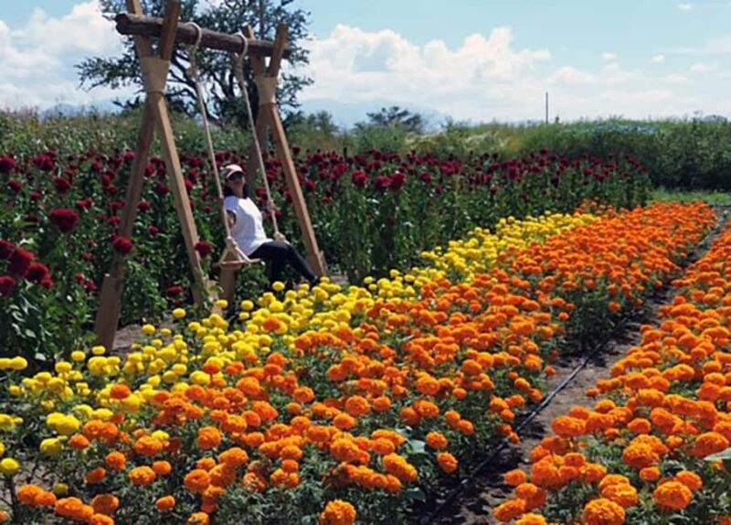 Oaxaca: Day of the Dead Altar Workshop with Meal - Good To Know