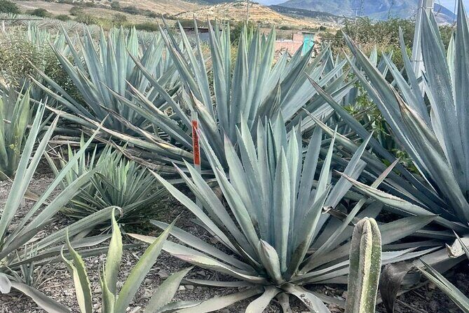 Oaxaca Day Trip Markets Hierve el Agua and Mezcal Tasting - Good To Know