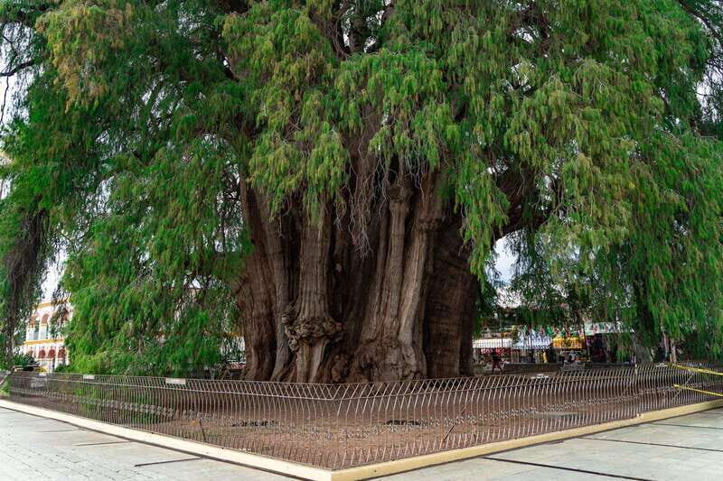 Oaxaca: El Tule tree, Teotitlan Village & Mezcal Tour - A Deep Dive into the Experience