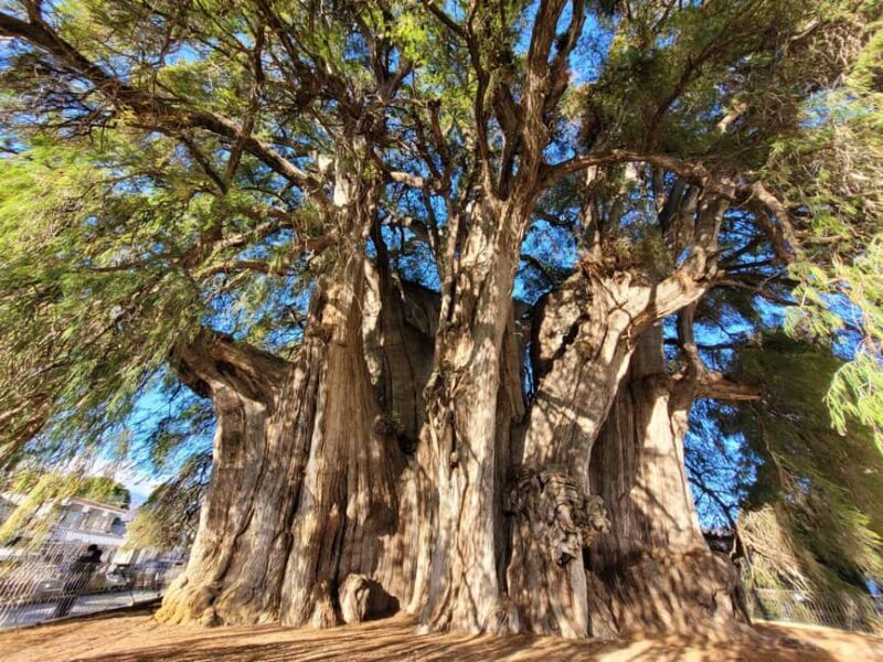 Oaxaca: Guided Bike Tour to the Largest Tree in the World - Returning to Oaxaca
