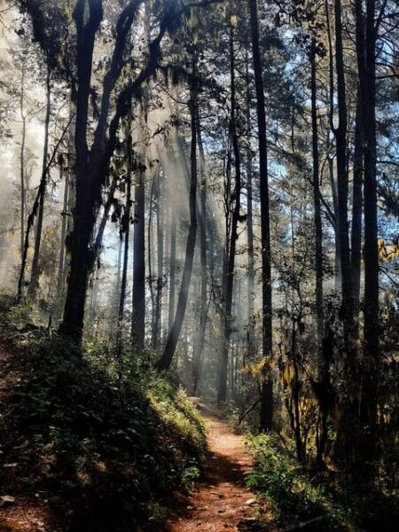 Oaxaca: Hiking in the Sierra Norte Forest - Fitness Requirements