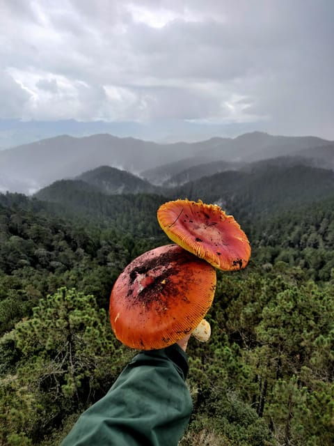 Oaxaca: Hiking in the Sierra Norte Forest - Important Information