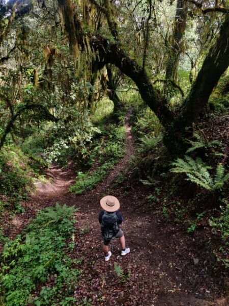 Oaxaca: Hiking in the Sierra Norte Forest - Frequently Asked Questions